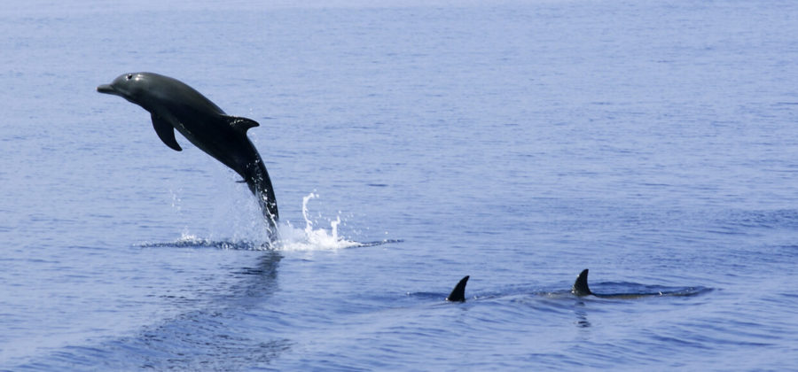 Safari Island Resort Tauchen Delfin