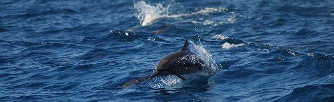 Malahini Kuda Bandos Delfine