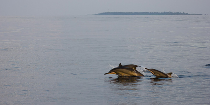 sued-ari-atoll-delfine